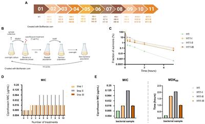 Repeated Exposure of Escherichia coli to High Ciprofloxacin Concentrations Selects gyrB Mutants That Show Fluoroquinolone-Specific Hyperpersistence